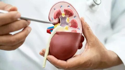Влияние хронических болезней почек на секрецию ренина юкстагломерулярным аппаратом